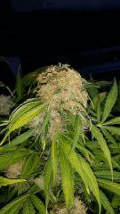 Floraison  61 (9)