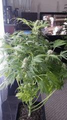 Floraison  54 (14)