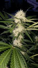 Floraison  35 (15)
