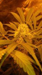 Floraison  49 (10)