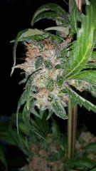 Floraison  70 (3)