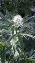 Floraison  32 (6)