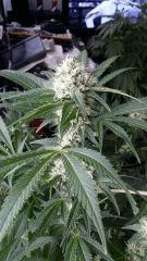 Floraison  39 (11)