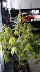 Floraison  70 (19)