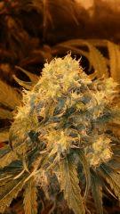 Floraison  49 (12)
