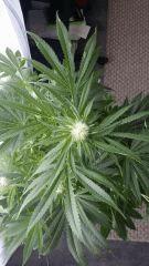 Floraison  32 (8)