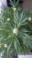 Floraison  36 (5)