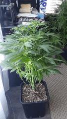 Floraison  27 (20)