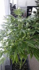 Floraison  36 (6)