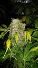 Floraison  65 (10)