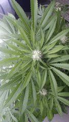 Floraison  38 (3)