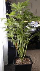 Floraison  22 (2)