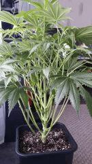 Floraison  21 (16)