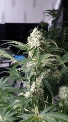 Floraison  48 (14)
