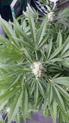 Floraison  48 (9)