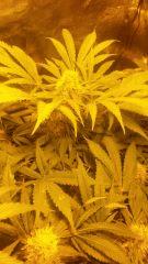Floraison  50 (4)