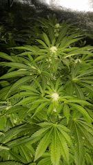 Floraison  33 (4)
