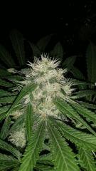 Floraison  47 (10)