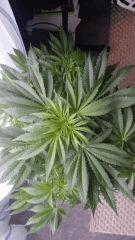 Floraison  19 (6)