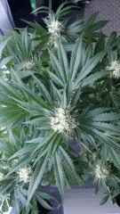 Floraison  46 (13)