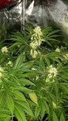 Floraison  44 (8)