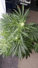 Floraison  31 (3)