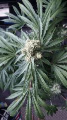 Floraison  51 (23)