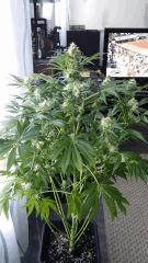 Floraison  46 (14)
