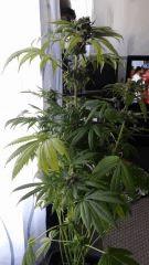 Floraison  63 (2)