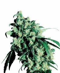 super skunk Xl