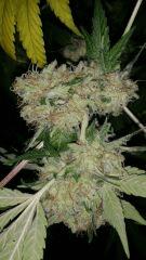 Floraison  63 (20)