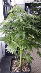 Floraison  31 (17)