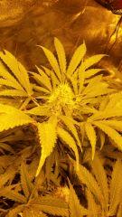 Floraison  49 (6)