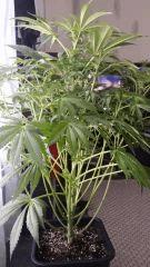 Floraison  24 (10)