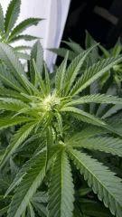 Floraison  21 (7)