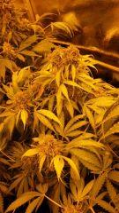Floraison  66 (4)