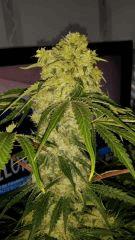 Floraison  55 (16)