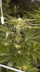 Floraison  33 (5)