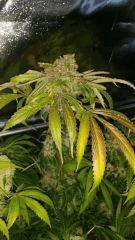 Floraison  67 (13)