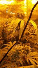 Floraison  66 (6)