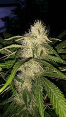 Floraison  37 (20)