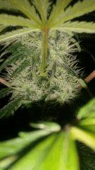 Floraison  41 (15)