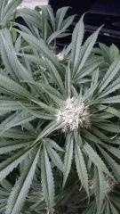 Floraison  51 (5)
