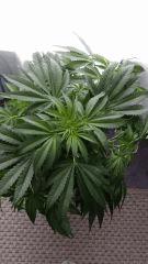 Floraison  16 (8)