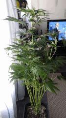 Floraison  35 (2)