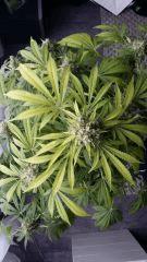 Floraison  70 (8)