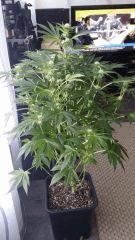 Floraison  27 (4)