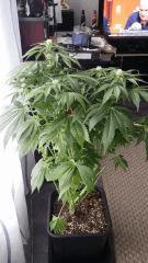 Floraison  34 (14)