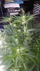 Floraison  24 (7)