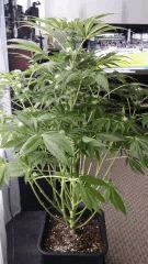 Floraison  34 (16)
